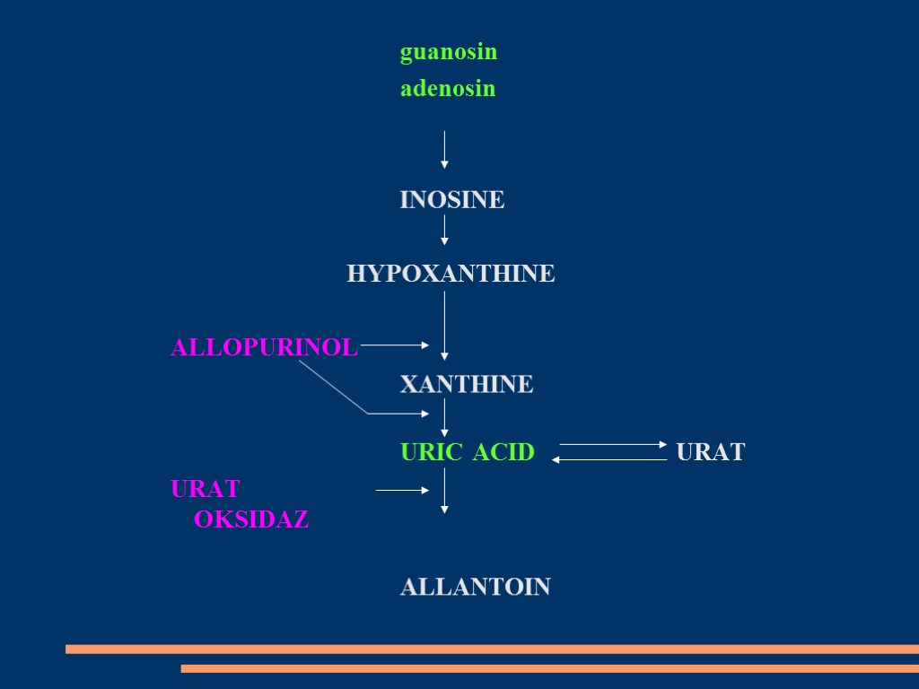 guanosin adenosin INOSINE HYPOXANTHINE ALLOPURINOL XANTHINE URIC ACID URAT URAT OKSIDAZ ALLANTOIN